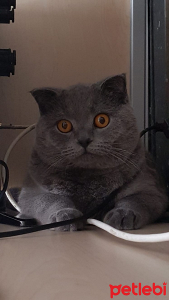 Scottish Fold, Kedi  Kıvrık fotoğrafı