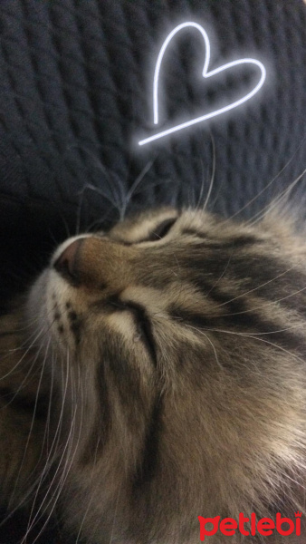British Shorthair, Kedi  duman fotoğrafı