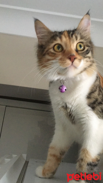 Tekir Kedi, Kedi  KONTES fotoğrafı