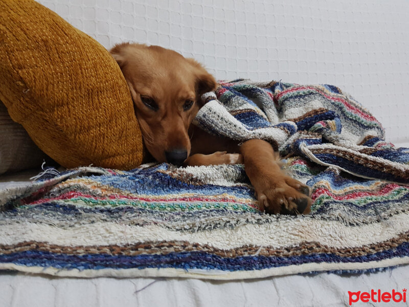 Golden Retriever, Köpek  Bal kız fotoğrafı