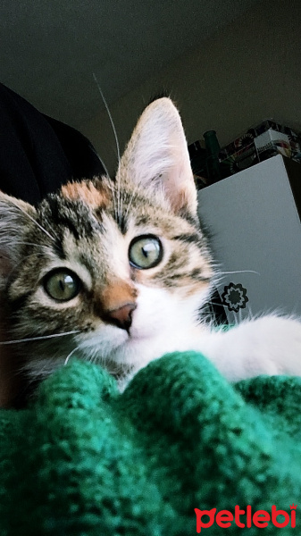 Tekir Kedi, Kedi  Karmel fotoğrafı