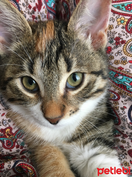 Tekir Kedi, Kedi  Karmel fotoğrafı