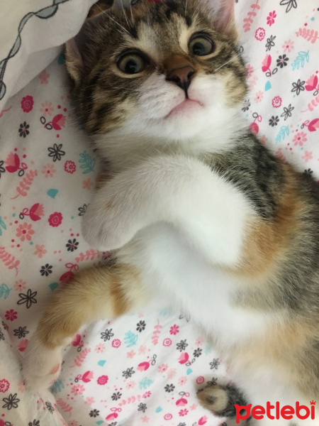 Tekir Kedi, Kedi  Karmel fotoğrafı