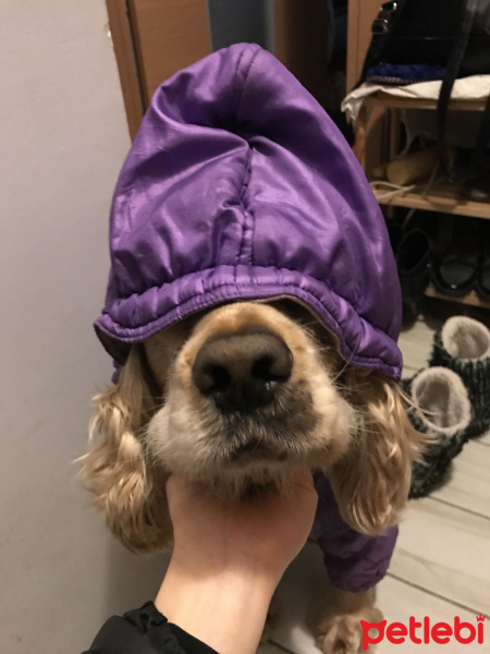 Amerikan Cocker Spaniel, Köpek  Kaju fotoğrafı