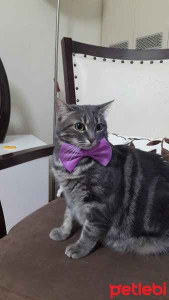 Tekir Kedi, Kedi  Mayıs fotoğrafı