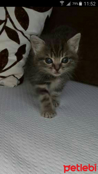 Tekir Kedi, Kedi  Mayıs fotoğrafı