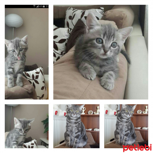 Tekir Kedi, Kedi  Mayıs fotoğrafı