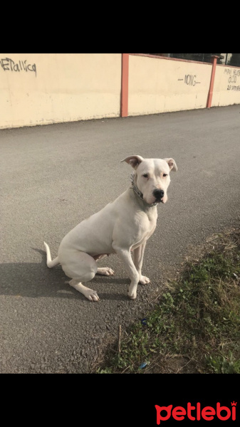 Dogo Arjantin, Köpek  Rita fotoğrafı