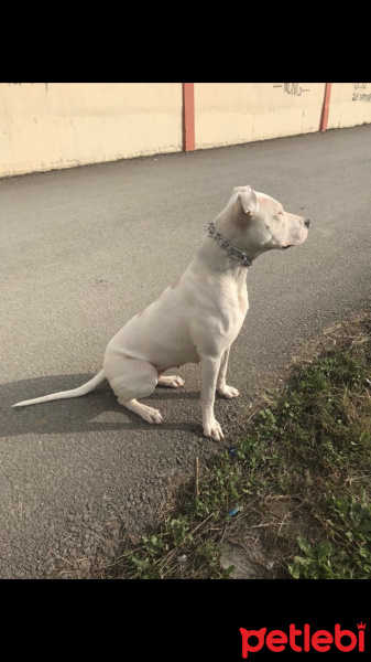 Dogo Arjantin, Köpek  Rita fotoğrafı