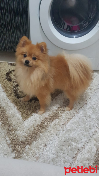 Pomeranyalı, Köpek  can fotoğrafı