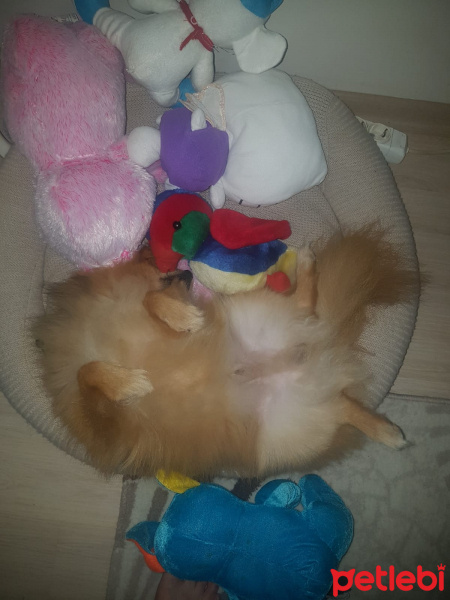 Pomeranyalı, Köpek  can fotoğrafı