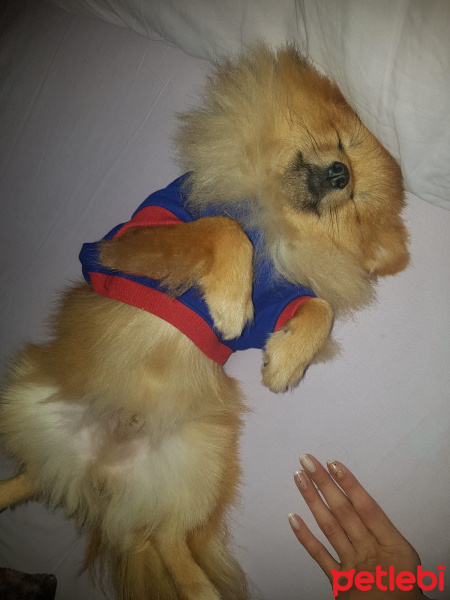 Pomeranyalı, Köpek  can fotoğrafı
