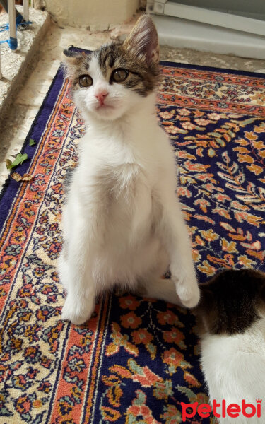 Tekir Kedi, Kedi  Benekli fotoğrafı