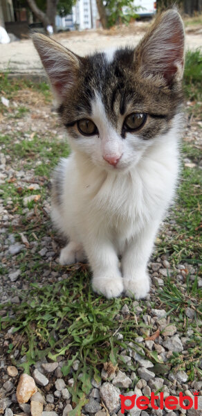 Tekir Kedi, Kedi  Benekli fotoğrafı