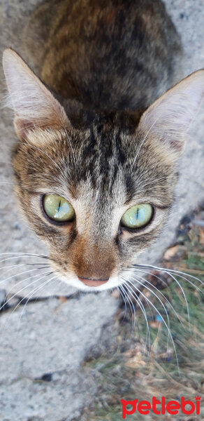 Tekir Kedi, Kedi  Benekli fotoğrafı