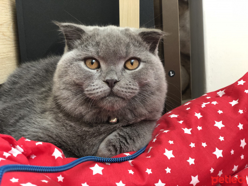 Scottish Fold, Kedi  Ramses fotoğrafı
