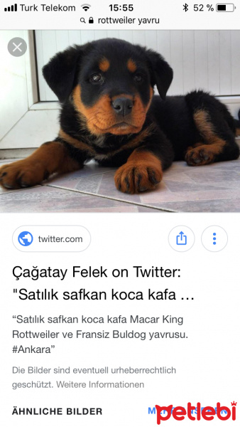 Rottweiler, Köpek  ROTWEILER YAVRUSU ARIYORUM SAHIPLENMEK ICIN fotoğrafı