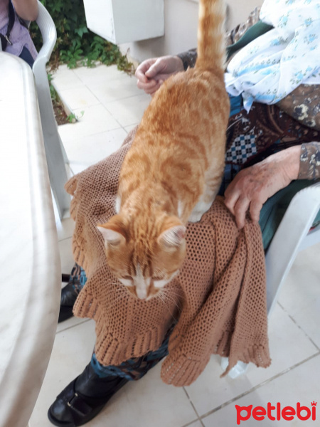 Sarman, Kedi  Sevgi fotoğrafı