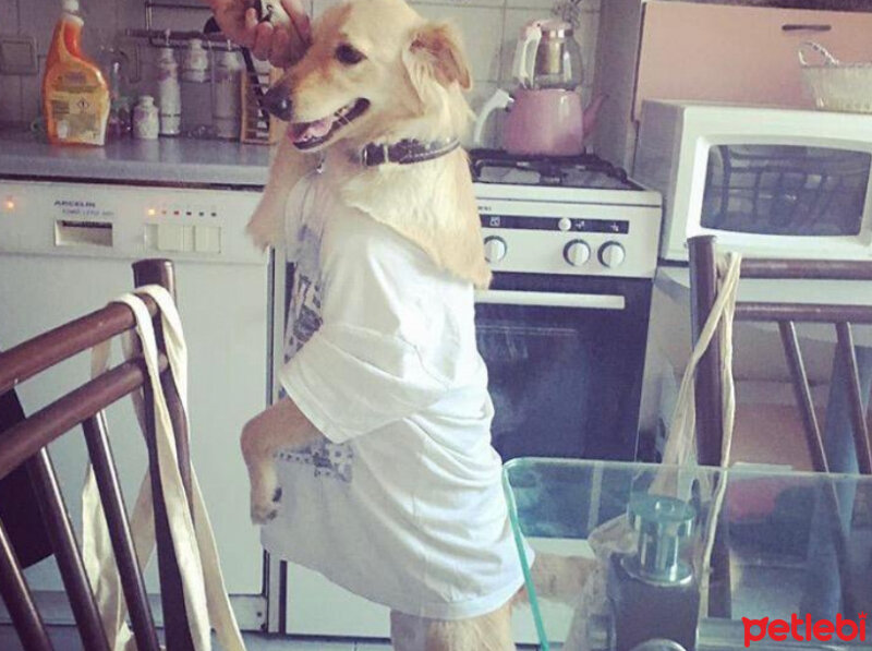 Golden Retriever, Köpek  Leydi fotoğrafı