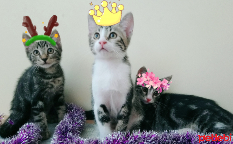 Tekir Kedi, Kedi  6 aylık 3 yavru kedimiz ev arıyor fotoğrafı
