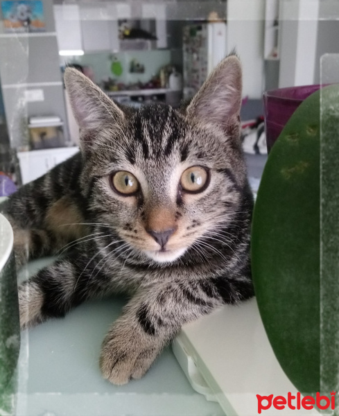 Tekir Kedi, Kedi  6 aylık 3 yavru kedimiz ev arıyor fotoğrafı