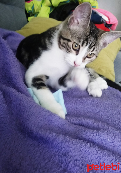 Tekir Kedi, Kedi  6 aylık 3 yavru kedimiz ev arıyor fotoğrafı