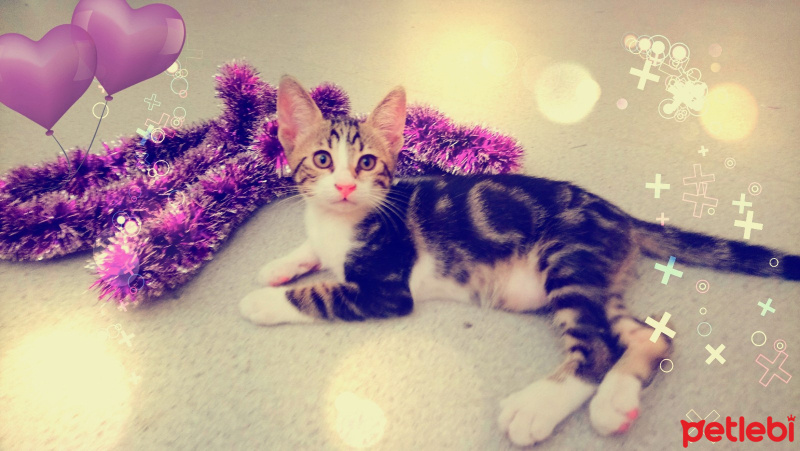 Tekir Kedi, Kedi  6 aylık 3 yavru kedimiz ev arıyor fotoğrafı