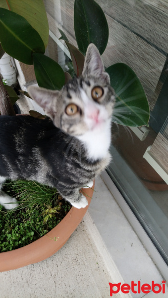 Tekir Kedi, Kedi  6 aylık 3 yavru kedimiz ev arıyor fotoğrafı