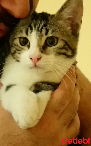 Tekir Kedi, Kedi  6 aylık 3 yavru kedimiz ev arıyor fotoğrafı