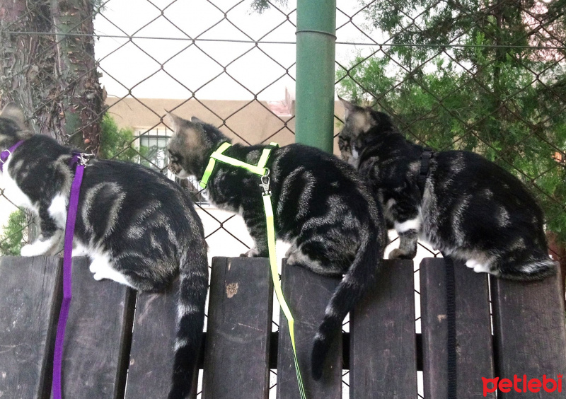 Tekir Kedi, Kedi  6 aylık 3 yavru kedimiz ev arıyor fotoğrafı