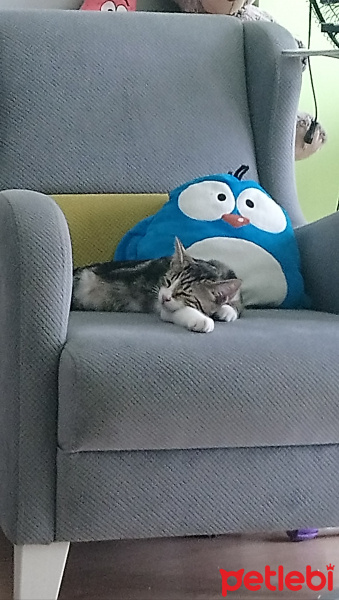 Tekir Kedi, Kedi  6 aylık 3 yavru kedimiz ev arıyor fotoğrafı