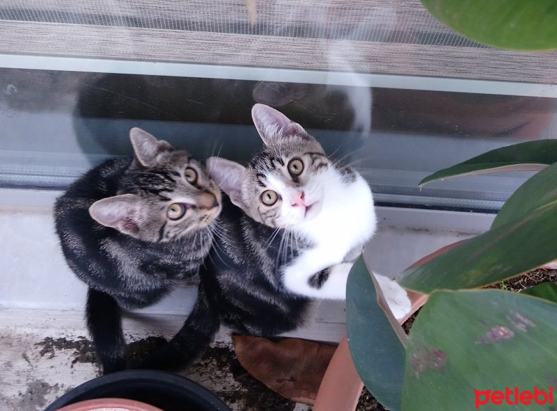 Tekir Kedi, Kedi  6 aylık 3 yavru kedimiz ev arıyor fotoğrafı