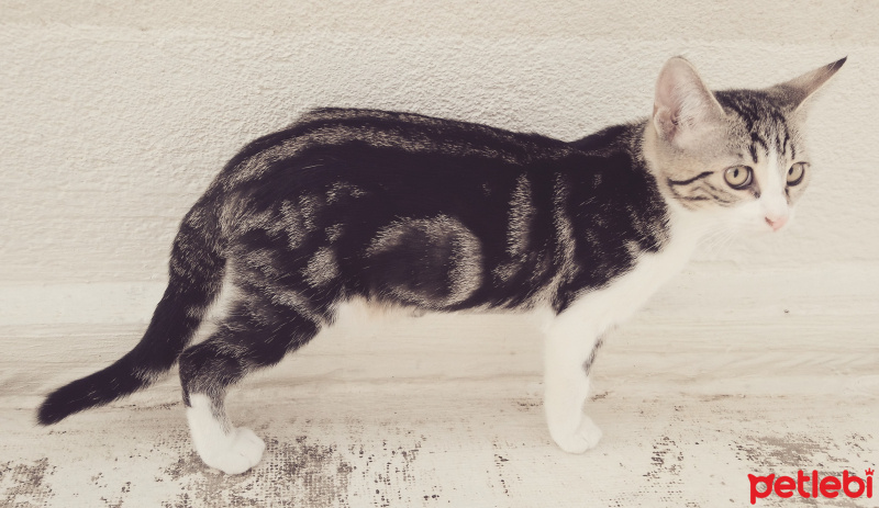 Tekir Kedi, Kedi  6 aylık 3 yavru kedimiz ev arıyor fotoğrafı