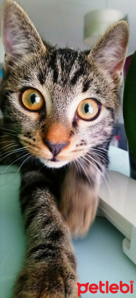 Tekir Kedi, Kedi  6 aylık 3 yavru kedimiz ev arıyor fotoğrafı