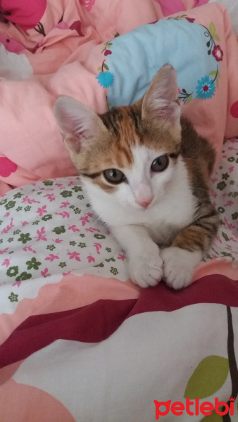 Tekir Kedi, Kedi  Susam fotoğrafı
