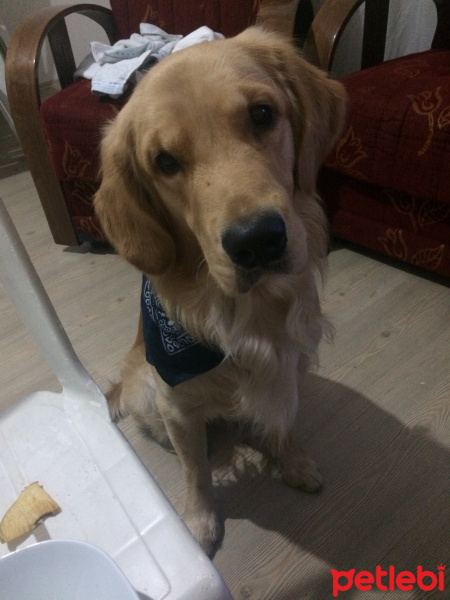 Golden Retriever, Köpek  Odin fotoğrafı
