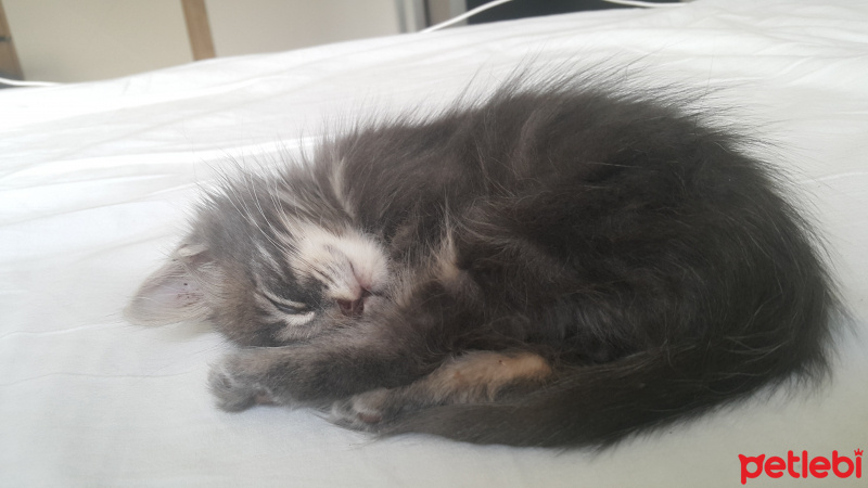 British Shorthair, Kedi  Lina fotoğrafı