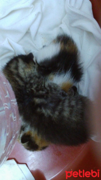 Tekir Kedi, Kedi  Öksüz yavrular fotoğrafı