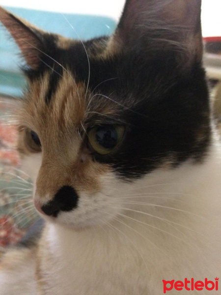 Tekir Kedi, Kedi  Luffy fotoğrafı