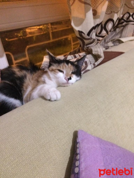 Tekir Kedi, Kedi  Luffy fotoğrafı