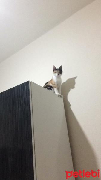 Tekir Kedi, Kedi  Luffy fotoğrafı
