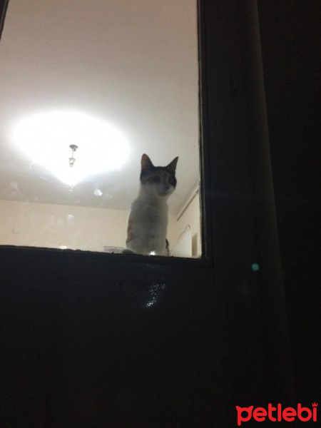 Tekir Kedi, Kedi  Luffy fotoğrafı