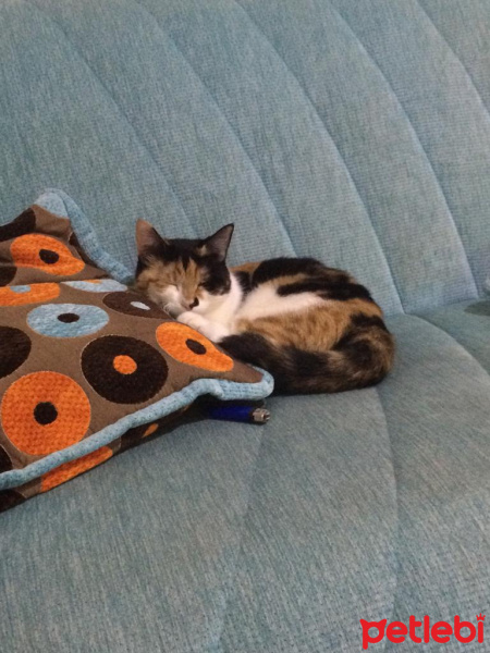 Tekir Kedi, Kedi  Luffy fotoğrafı