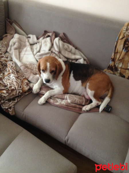 Beagle, Köpek  Yetişkin beagle dişi fotoğrafı