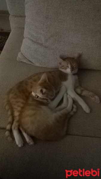 Sarman, Kedi  barbra fotoğrafı