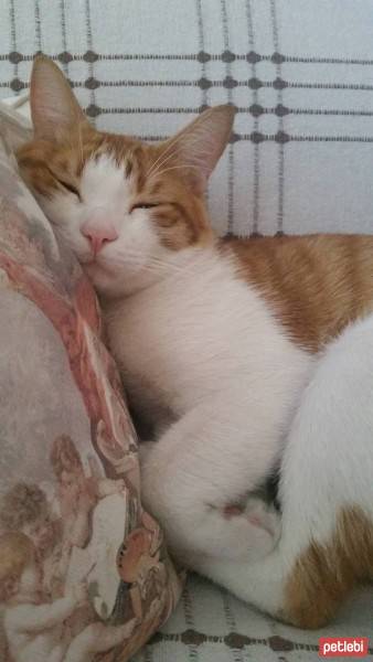 Tekir Kedi, Kedi  Fındık fotoğrafı