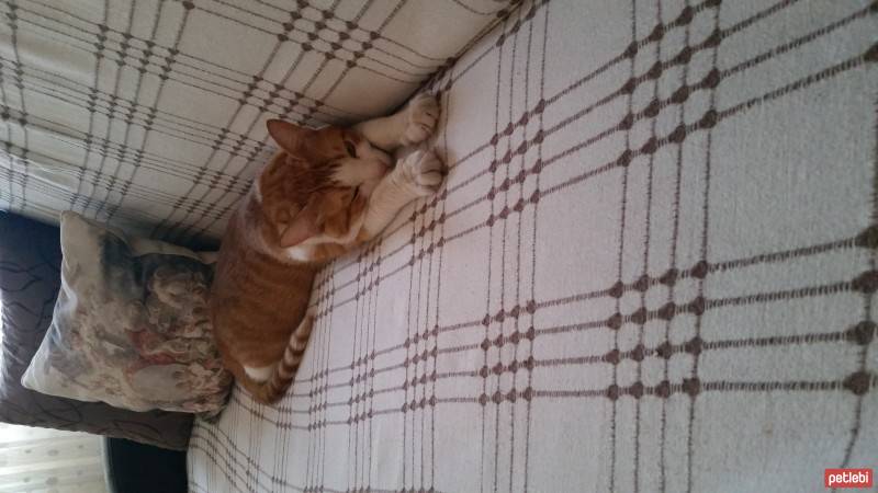 Tekir Kedi, Kedi  Fındık fotoğrafı