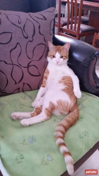 Tekir Kedi, Kedi  Fındık fotoğrafı