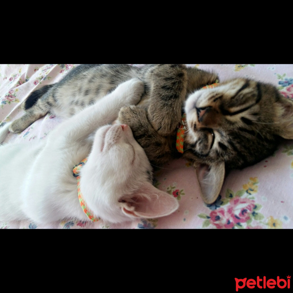 Tekir Kedi, Kedi  Pamuk Ponçik fotoğrafı