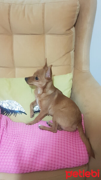 Chihuahua, Köpek  Arsız fotoğrafı